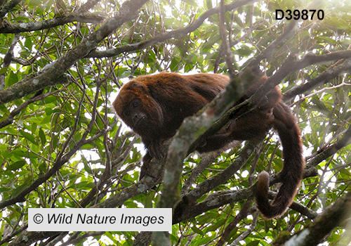 Brown Howler (Alouatta guariba)